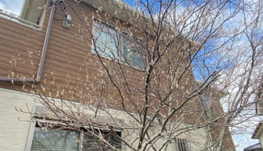 ［我が家のシンボルツリー😊］