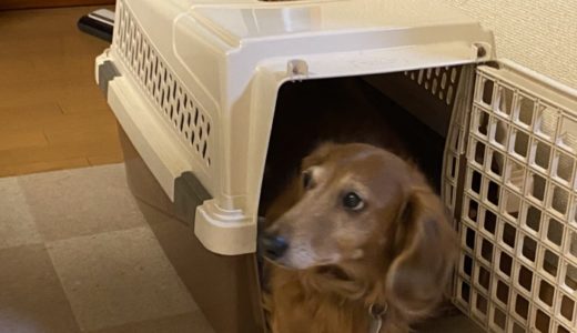 ［ぼくのセカンドハウス🐾］