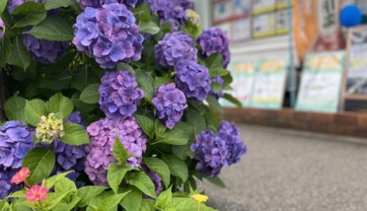 ［アジサイ満開😊］