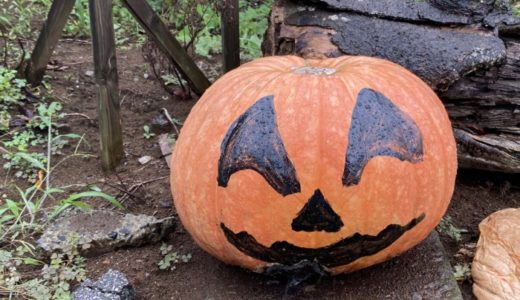 ［道端でカボチャ🎃］